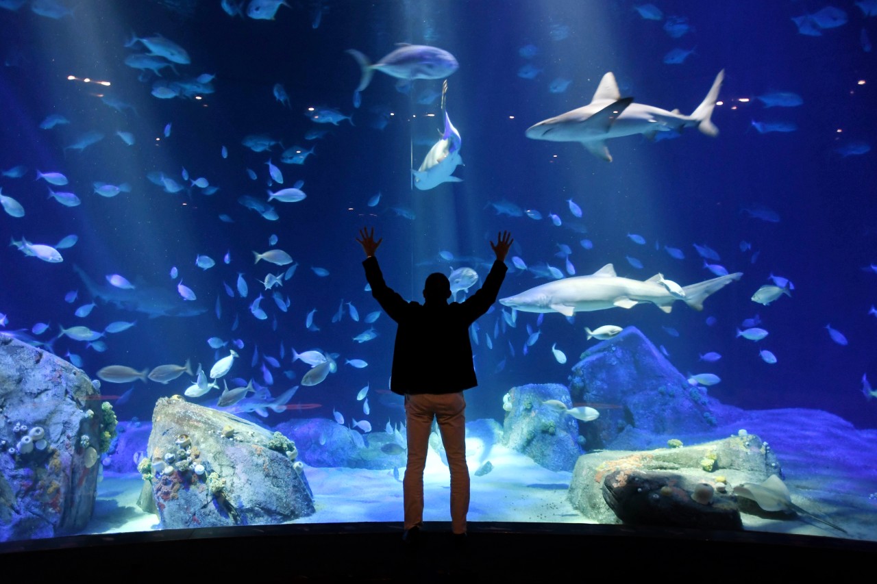 Tennessee Aquarium